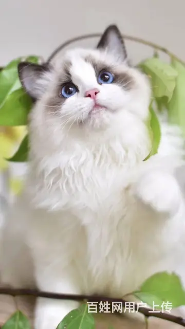 嘉兴甜美可爱【布偶猫】可送货上门 - 图片 1