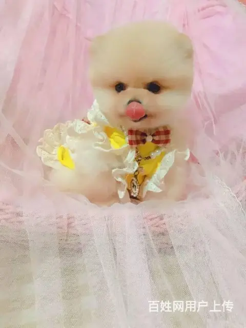 博美犬养殖基地 赛级哈多利血统博美犬 证书芯片齐全 - 图片 8