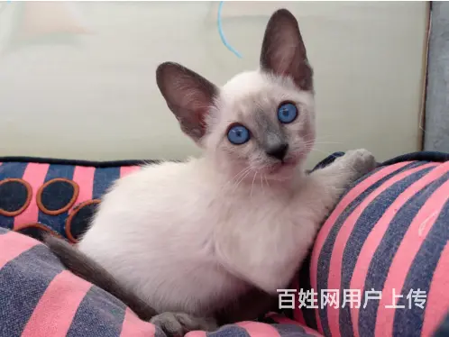 徐州哪里卖纯种的暹罗猫？健康的暹罗猫多少钱一只？ - 图片 1