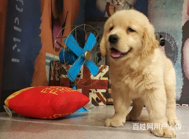 承德金毛怎么卖 家养金毛 纯种金毛 大骨架金毛 - 图片 7