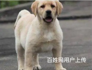 承德拉布拉多怎么卖 家养拉布拉多 保健康 - 图片 5