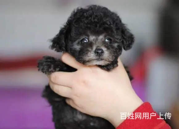 出售微小体型泰迪犬 茶杯泰迪犬 北京市泰迪犬价格 - 图片 2