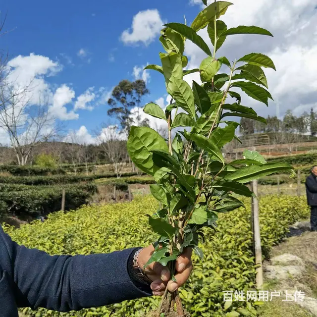 梧州地区茶叶苗批发，梧州六堡茶叶苗 - 图片 4
