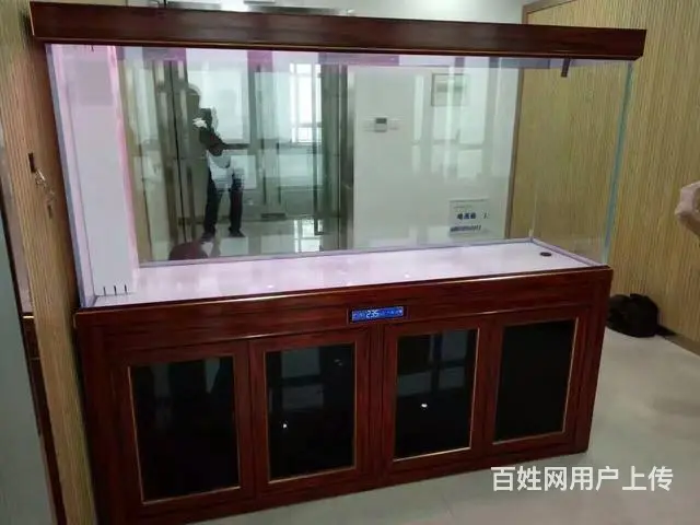 鱼缸观赏鱼送货到家 - 图片 4