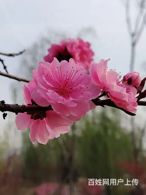 两室一厅一厨一卫出租 - 图片 9