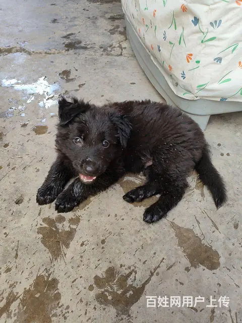 低价出售东德牧羊犬。 - 图片 4