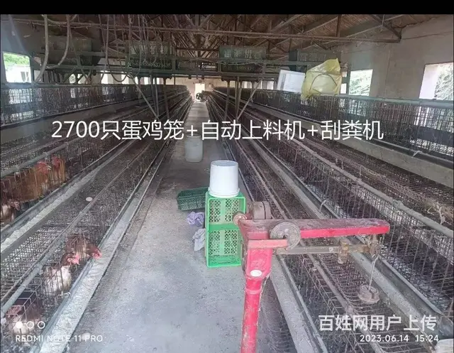 蛋鸡养殖设备 - 图片 2