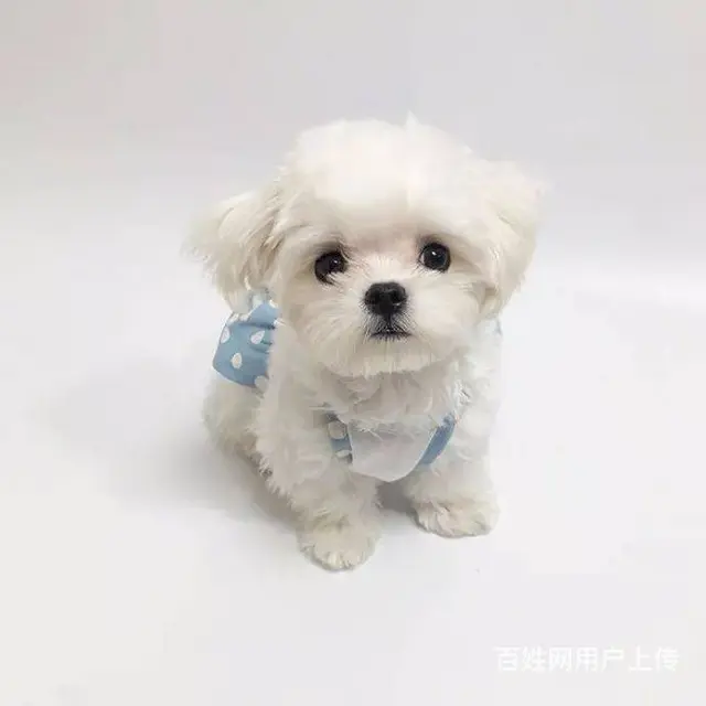 广州纯种马尔济斯犬价格 狗舍直销 包纯种健康签协议 - 图片 5