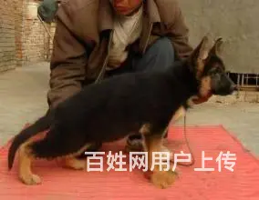 广州纯种德国牧羊犬价格 狗舍直销 包纯种健康签协议 - 图片 1