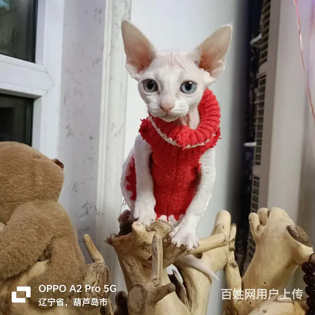 纯白异瞳 - 图片 1