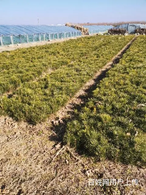 出售黑松树苗 - 图片 2
