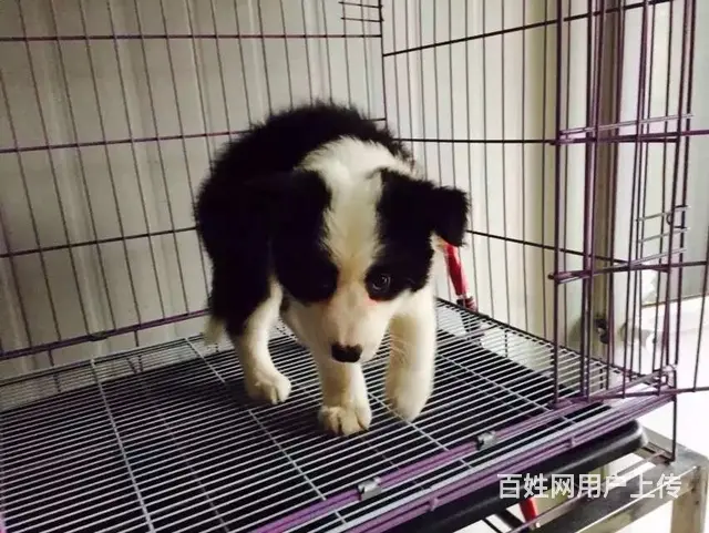 辽阳边牧养殖户 繁殖边牧幼犬的地址 - 图片 6