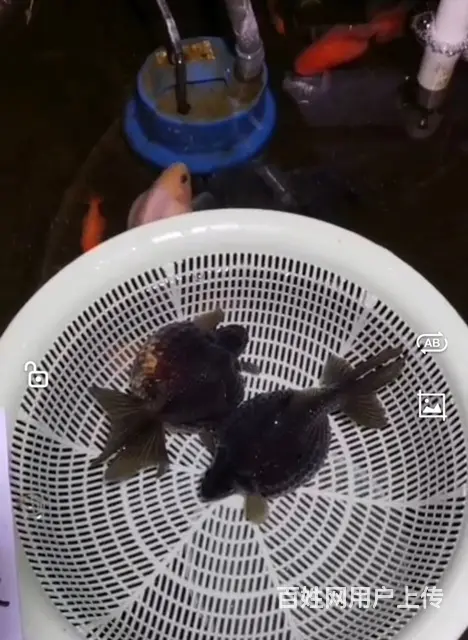 珍珠蝶尾 - 图片 3
