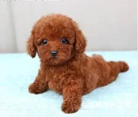 广州纯种迷你贵宾犬价格 狗舍直销 包纯种健康签协议 - 图片 7