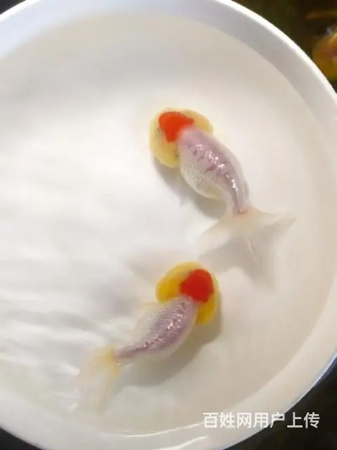 打包正顶红顶虎一对 - 图片 9