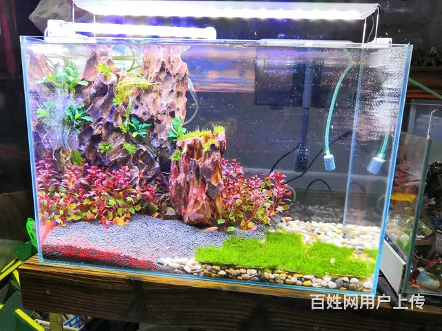 苏州哪家清洗鱼缸好 - 图片 3