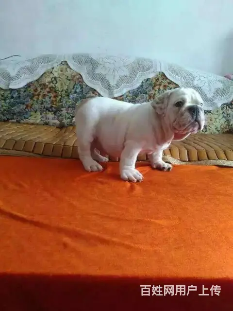 辽阳附近哪里有卖法斗幼犬的 幼犬法斗多少钱 - 图片 9