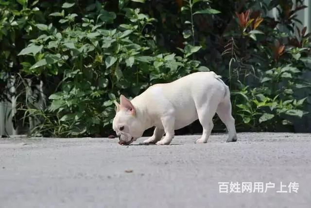 天门哪里可以买到法斗，法斗买一只要多少钱 - 图片 2