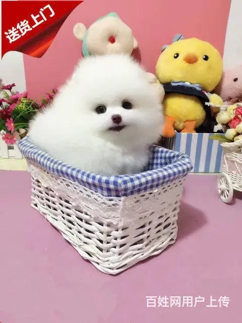 纯种博美幼犬 纯种哈多利博美 纯种球体博美 保健康 - 图片 7