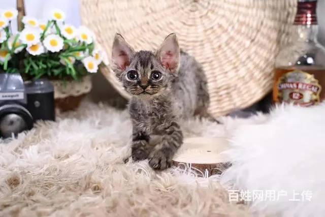 哪里有卷毛猫卖的 双血统卷毛猫多少钱 - 图片 2