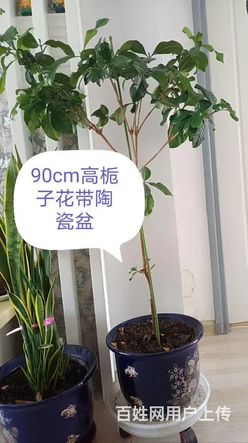 栀子花 - 图片