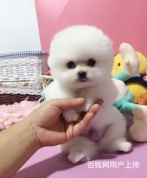出售纯种球体博美幼犬 茶杯俊介杰宠物狗活体 - 图片 4