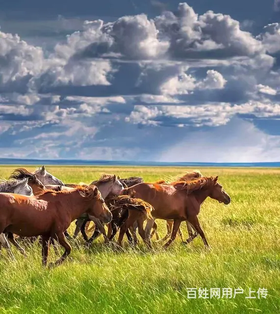 呼伦贝尔租车额尔古纳根河呼伦贝尔包车师傅价格合理 - 图片 5