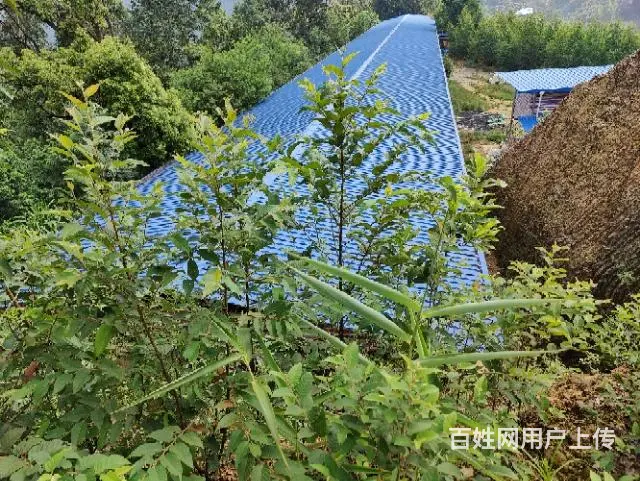 养殖场出租 - 图片 4