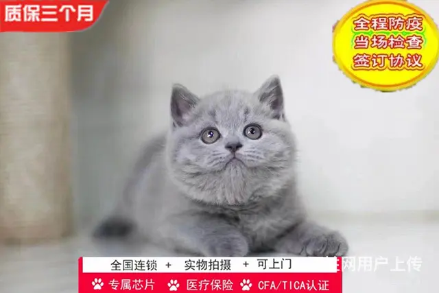 哪里有英短蓝猫卖的 无病无廯 双血统蓝猫多少钱 - 图片 2