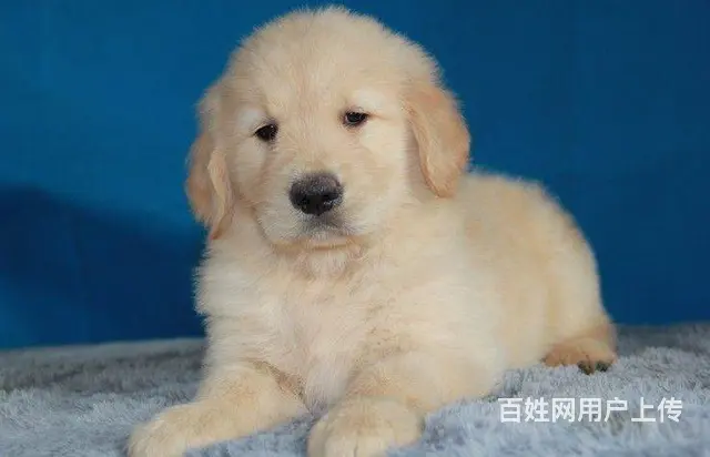 大同有卖金毛犬的吗 金毛犬价位 哪有纯种金毛幼犬 - 图片 10