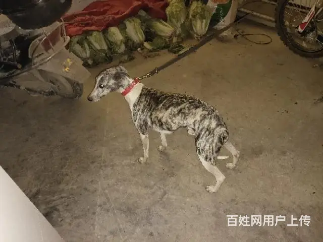 对外借配 - 图片 1