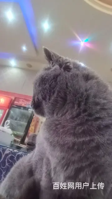 英国蓝猫 - 图片 6