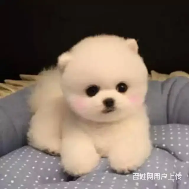 纯种哈多利版博美犬 赛级品质优惠价 - 图片 3