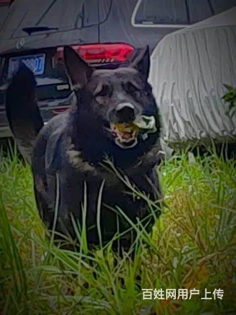 广州训犬宠物狗狗训练训犬师 - 图片