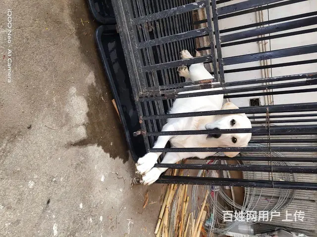 自家养的小拉拉 - 图片 3