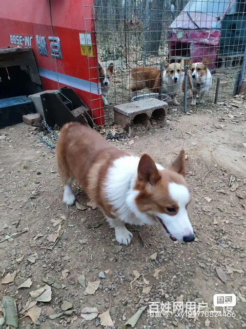 出售柯基成母犬 - 图片 5