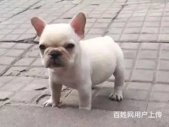 精品法国斗牛犬,多只可选,疫苗齐全,可上门选狗 - 图片 6