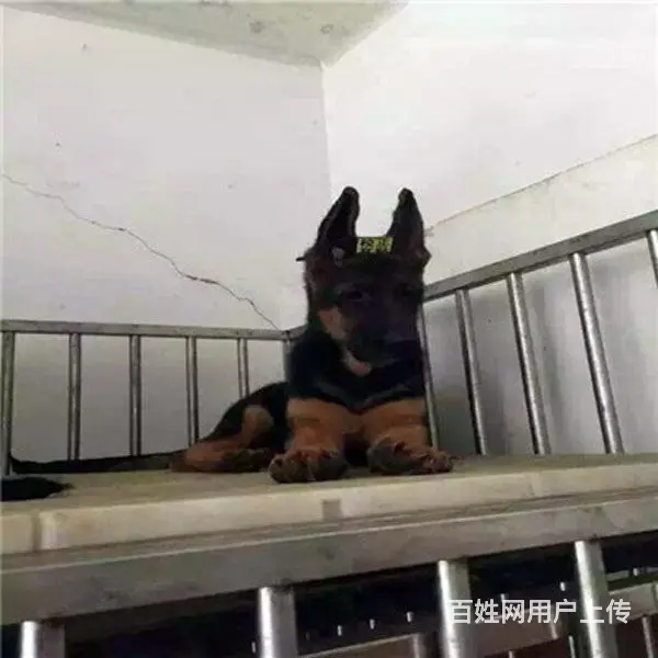 辽阳德牧价格_多少钱一只|德牧图片|德牧 - 图片 10