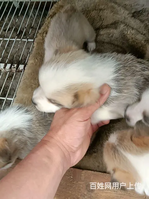 个人家养的纯种柯基幼犬，2个月男女都有 - 图片 3