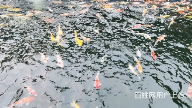 苏州锦鲤鱼批发养殖市场 - 图片 3