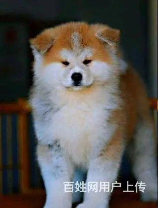 北京精品纯种秋田犬 签协议包纯种保健康欢迎上门挑选 - 图片 7