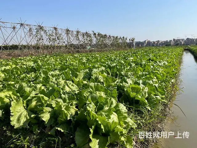 广州市越秀区食堂生鲜蔬菜配送供应，专业全品类配送 - 图片 2