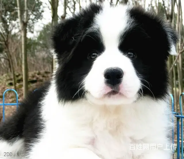 出售   高品质边牧宝宝【益帆边境犬舍】 - 图片 2