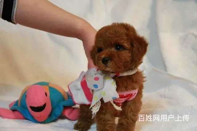 泰迪犬 纯种茶杯犬 价格优廉 品相俱佳 - 图片 5