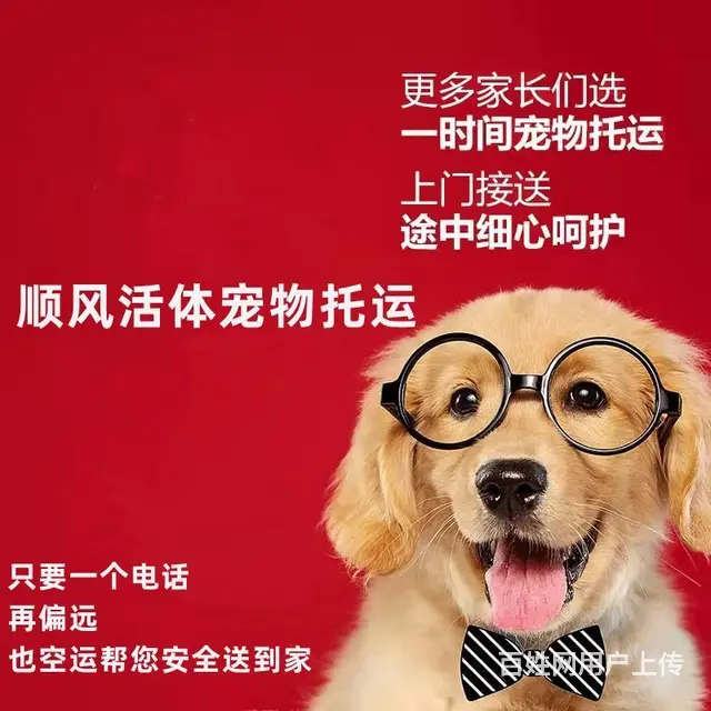仙桃宠物托运（猫狗）活体运输邮寄 （2023今日 推荐）【主 - 图片 3