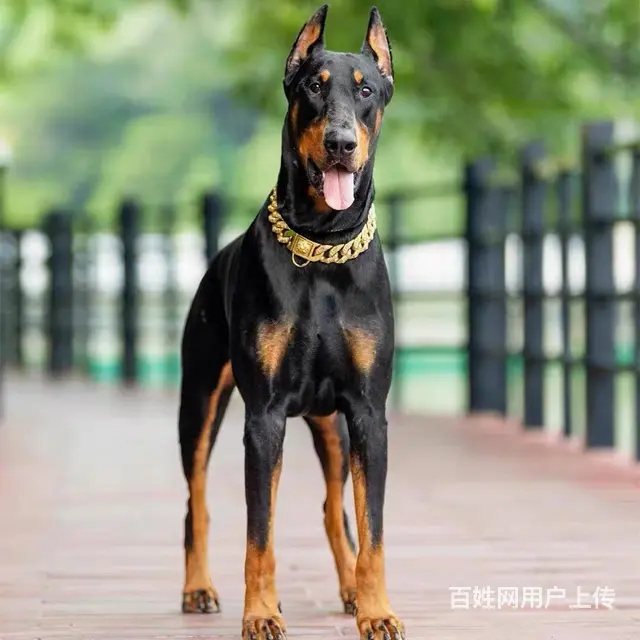 【同城推荐】阿拉善繁殖杜宾狗场  上门自提 - 图片 1