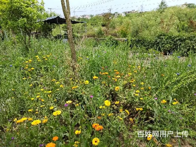 毗邻水库五亩庄园出租 - 图片 3