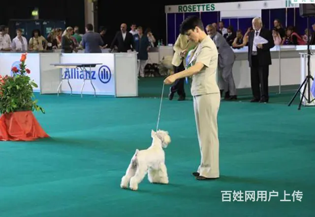 纯种雪纳瑞幼犬小狗 可爱椒盐雪纳瑞 身体健康找新家 - 图片 8