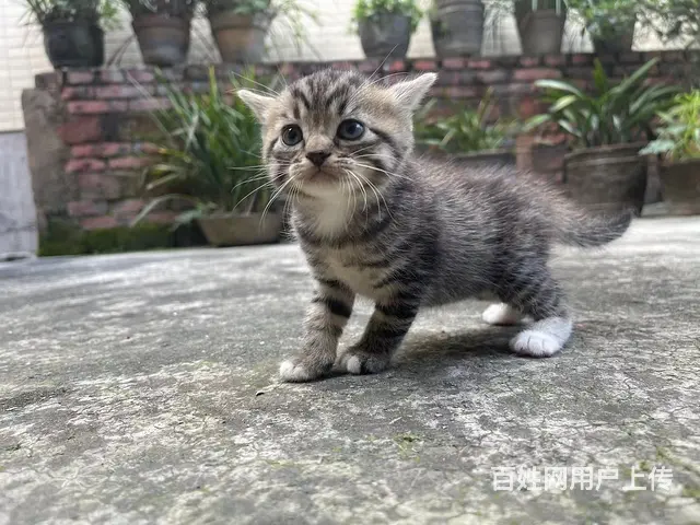 【搞定了！】蓝猫生了四只（还有两只），爱猫人士联系我哦 - 图片 1