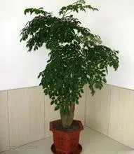 合肥开业花篮/合肥鲜花绿植/合肥开业发财树/金钱树 - 图片 5